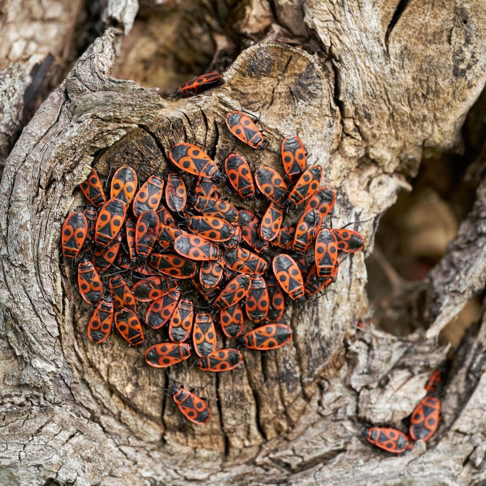 Firebugs are very social and often appear in groups