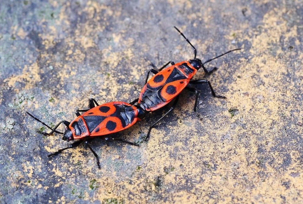 Mating can last up to 30 hours for firebugs