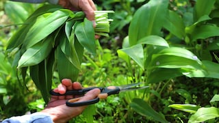 Wilder Bärlauch wächst im Wald, aber auch im eigenen Garten kann man die würzige Pflanze anbauen