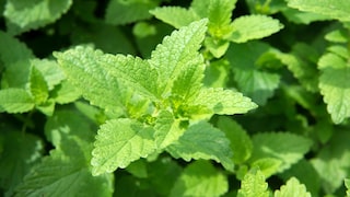 Würzig, herb und dennoch frisch: Zitronenmelisse