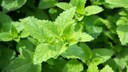Würzig, herb und dennoch frisch: Zitronenmelisse