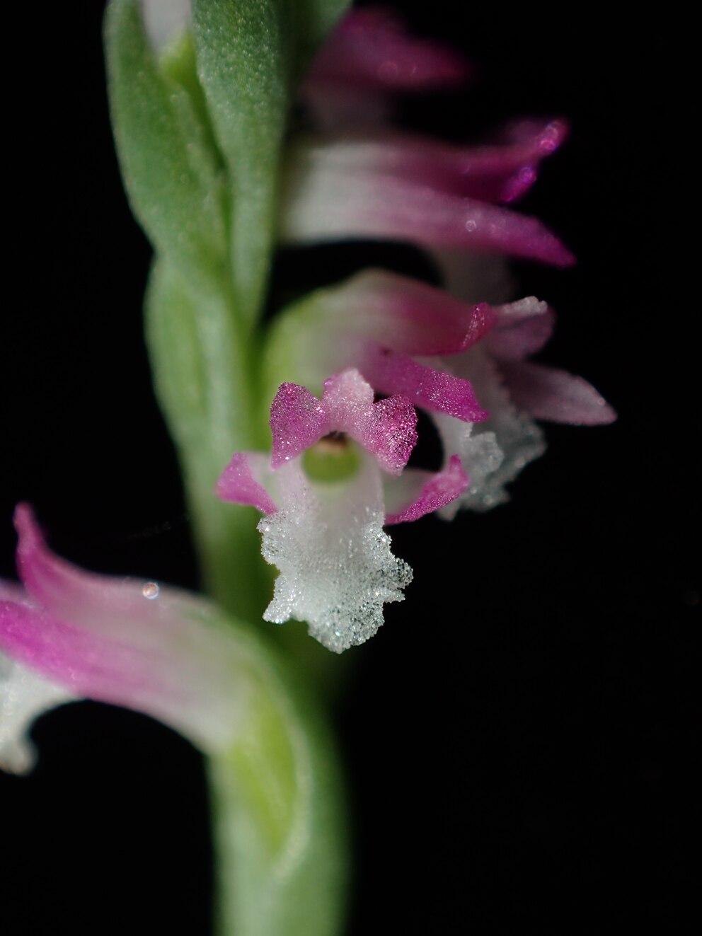 „Spiranthes hachijoensis“