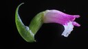 „Spiranthes hachijoensis“