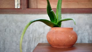 Der Saft der Aloe-Pflanze hat heilende Wirkungen