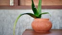 Der Saft der Aloe-Pflanze hat heilende Wirkungen