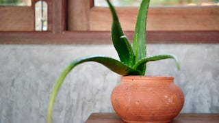 Der Saft der Aloe-Pflanze hat heilende Wirkungen