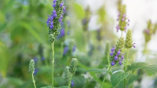 In den lilafarbigen Blüten sitzen die Chia-Samen