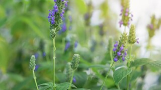 In den lilafarbigen Blüten sitzen die Chia-Samen