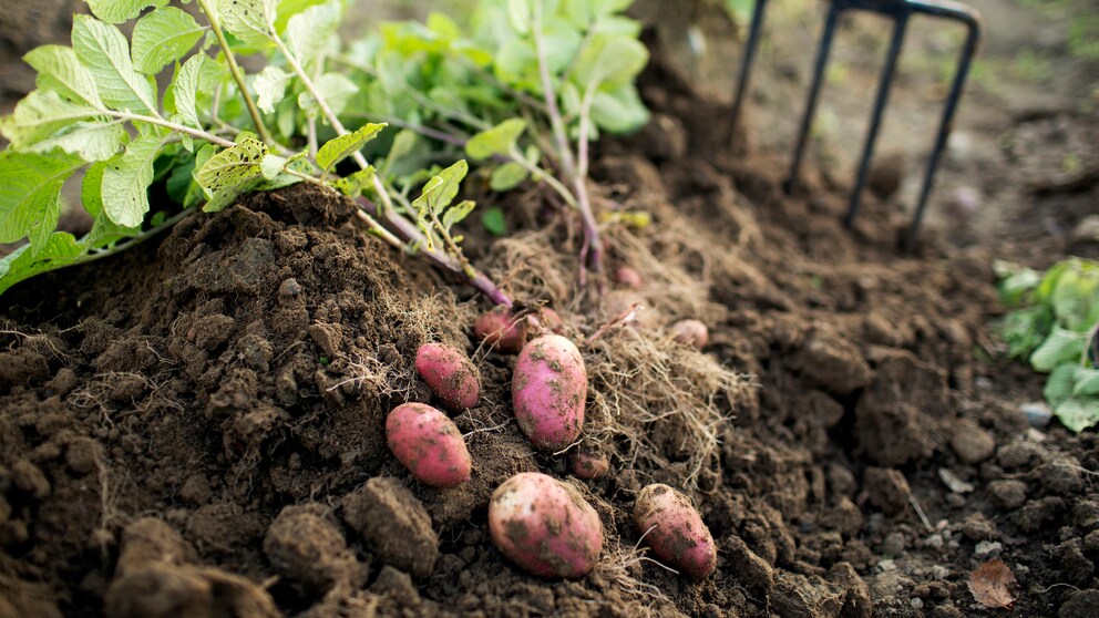 Wer einen Garten hat, kann Kartoffeln ganz leicht im Bett pflanzen. Aber auch ohne Garten gibt es Möglichkeiten