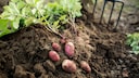 Wer einen Garten hat, kann Kartoffeln ganz leicht im Bett pflanzen. Aber auch ohne Garten gibt es Möglichkeiten