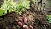 Wer einen Garten hat, kann Kartoffeln ganz leicht im Bett pflanzen. Aber auch ohne Garten gibt es Möglichkeiten