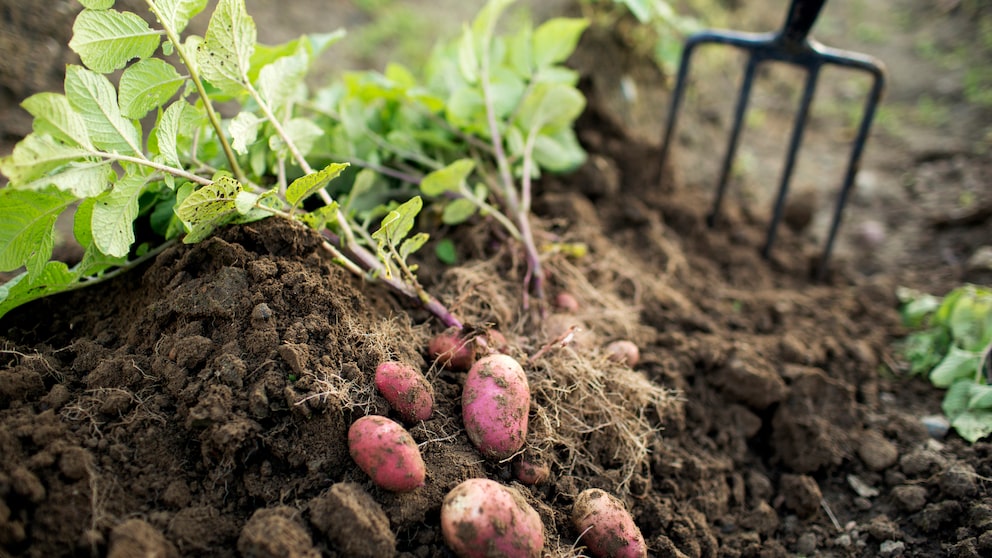 Wer einen Garten hat, kann Kartoffeln ganz leicht im Bett pflanzen. Aber auch ohne Garten gibt es Möglichkeiten