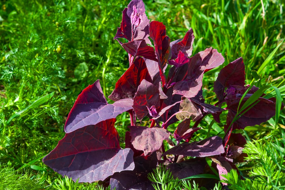 Die Rote Melde zaubert sowohl im Beet als auch in den Salat eine wunderbare Farbabwechslung