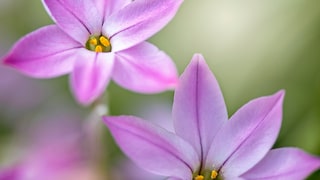 Sternblume