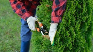 Thuja im Garten