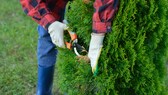 Thuja im Garten