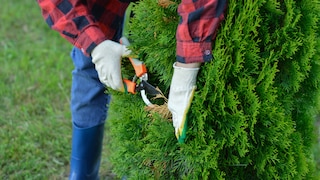 Thuja im Garten