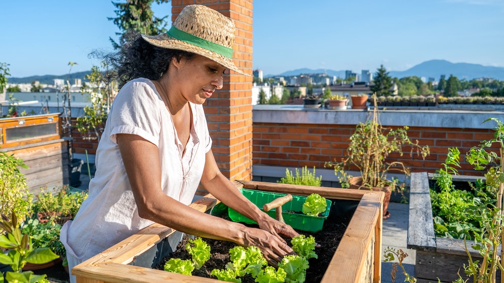 Ein Hochbeet ist eine gute Alternative, um Gemüse anzubauen, wenn man keinen Garten hat