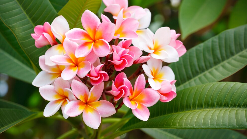 Die Frangipani siet nicht nur wunderschön aus, sie duftet himmlisch