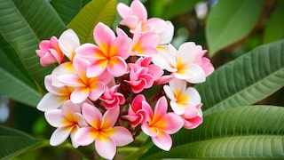 Die Frangipani siet nicht nur wunderschön aus, sie duftet himmlisch