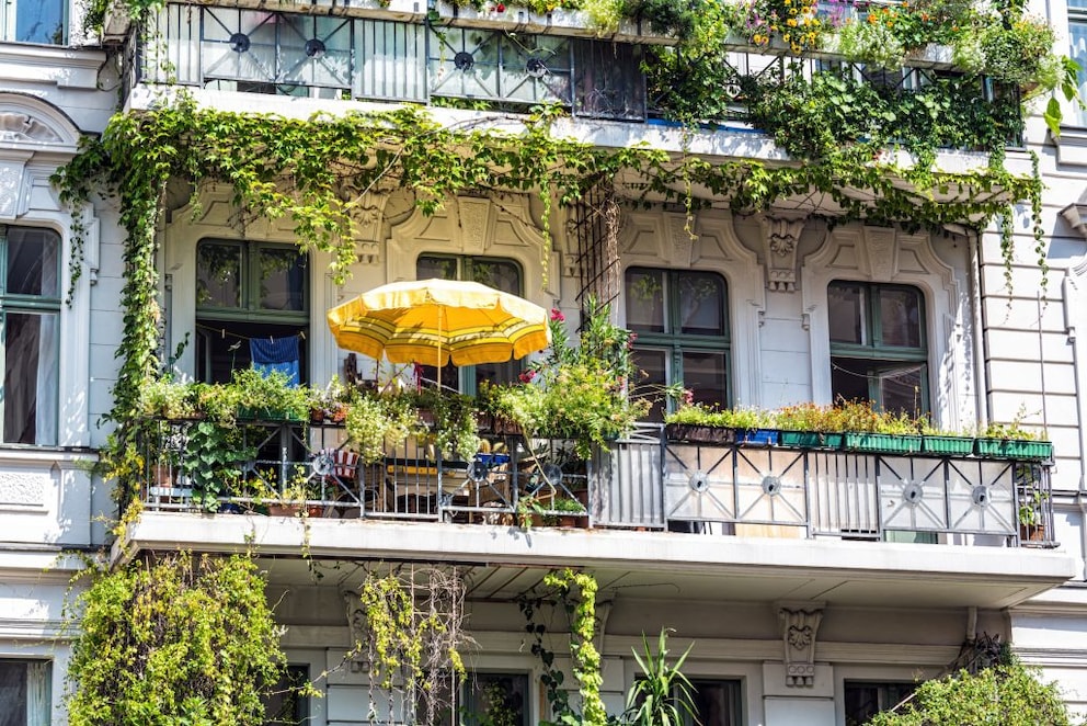 Kletterpflanzen, die sich als Sichtschutz fr den Balkon eignen