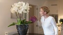 Orchideen sind bei ihrem Dünger äußerst wählerisch