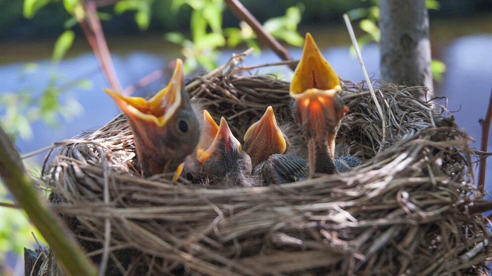 Schwalben im Nest