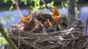 Schwalben im Nest