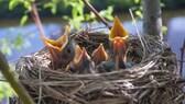 Schwalben im Nest
