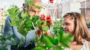 Obst auf dem Balkon anpflanzen