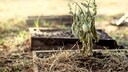 Trockener Frühling im Garten