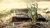 Trockener Frühling im Garten