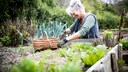 Hochbeete für Gemüse werden immer beliebter im Garten, sie sind besonders rückenfreundlich