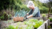 Hochbeete für Gemüse werden immer beliebter im Garten, sie sind besonders rückenfreundlich