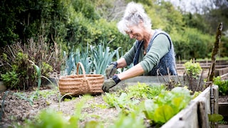 Hochbeete für Gemüse werden immer beliebter im Garten, sie sind besonders rückenfreundlich