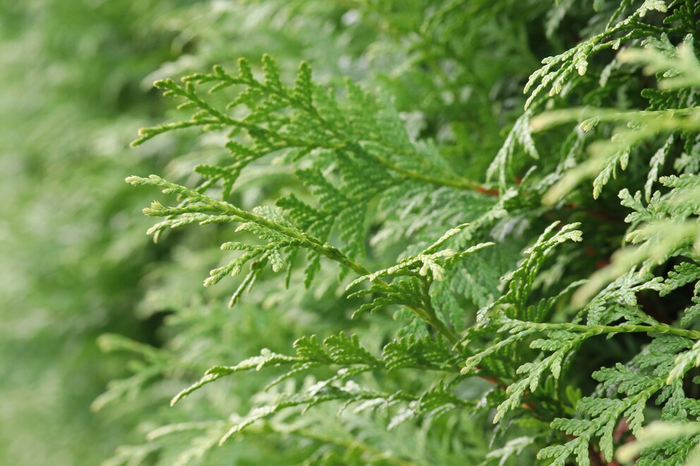 Thuja