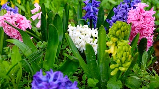 Hyazinthen läuten den Frühling ein. Durch ihre Farbvielfalt und ihren Geruch sind sie sehr beliebt