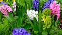 Hyazinthen läuten den Frühling ein. Durch ihre Farbvielfalt und ihren Geruch sind sie sehr beliebt
