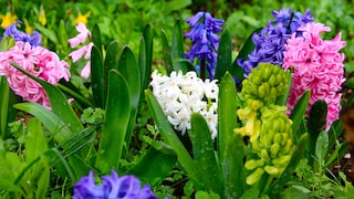 Hyazinthen läuten den Frühling ein. Durch ihre Farbvielfalt und ihren Geruch sind sie sehr beliebt