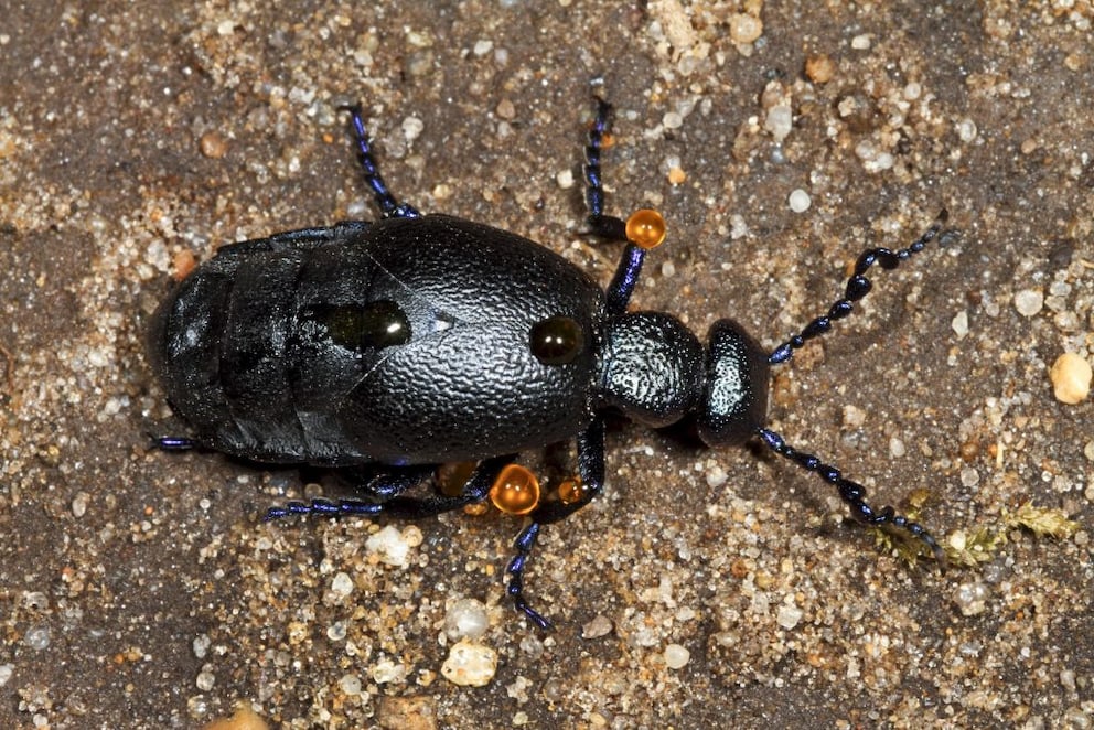 Oil beetle