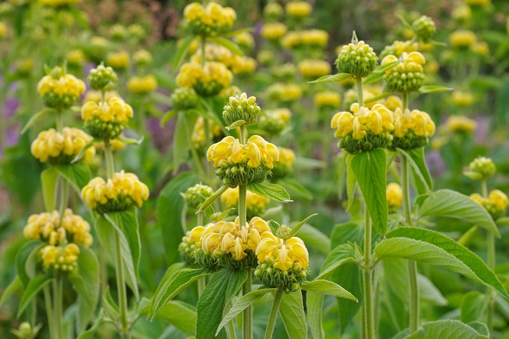 Russel-Brandkraut, Phlomis russeliana - Jerusalem sage, Phlomis russeliana a purple wildflower