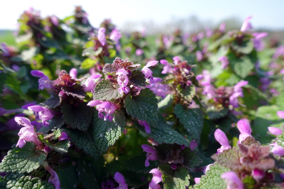 Die Rote Taubnessel kann man anhand der Blüten vom Gundermann unterscheiden. Die Blüten des Gundermannes sind blau-violett