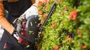 Jemand stutzt Hecke mit Akku-Heckenschere