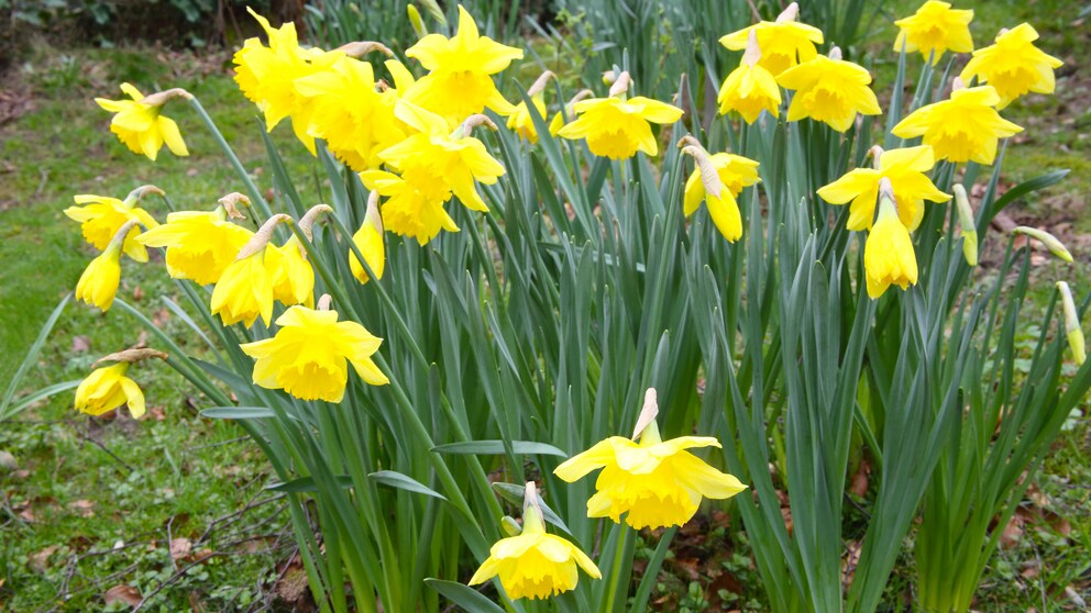 Narzissen im Garten