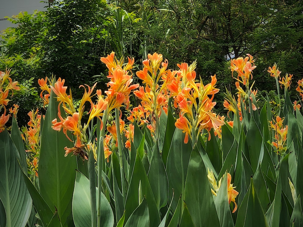 Das Indische Blumenrohr macht sich auch wunderbar in einem Kübel