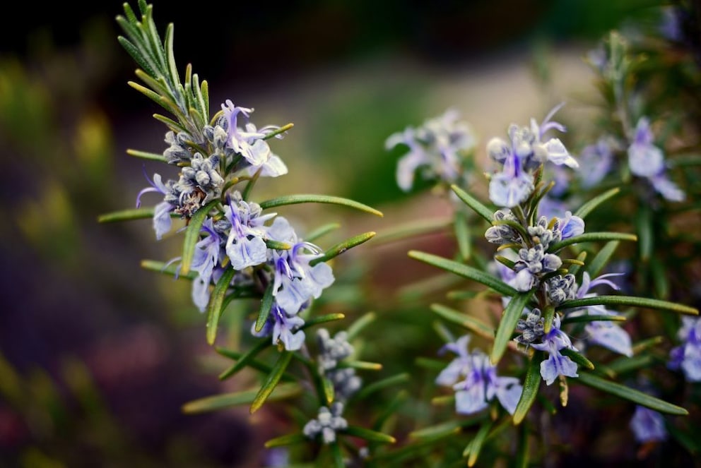 Pruning rosemary