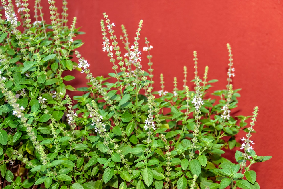 Aus den Blüten entwickelt sich später die Samenkapseln