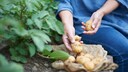 Der Anbau eigener Kartoffeln ist gar nicht schwer. Die Wahl der Sorte allerdings, da es sehr viele gibt