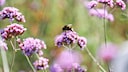 Insektensterben