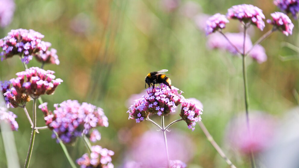 Insektensterben